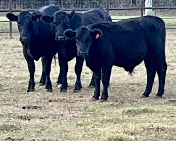 Pen of 3 Black Steers