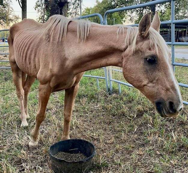 Senior Palomino Gelding