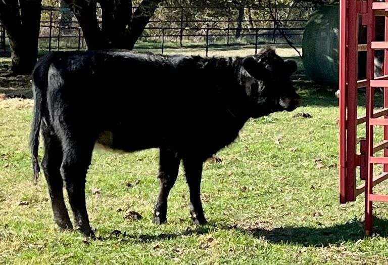 Black Angus Cross Yearling Heifer image