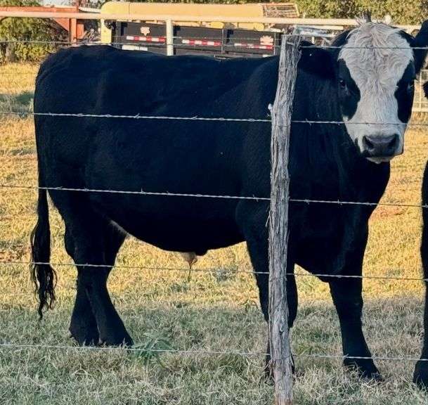 Black Baldy Bull image