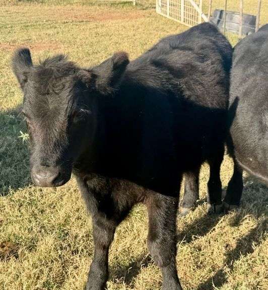 Pen of 3 Steers image