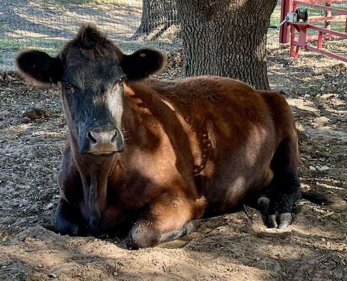 Red Angus Cross Cow image