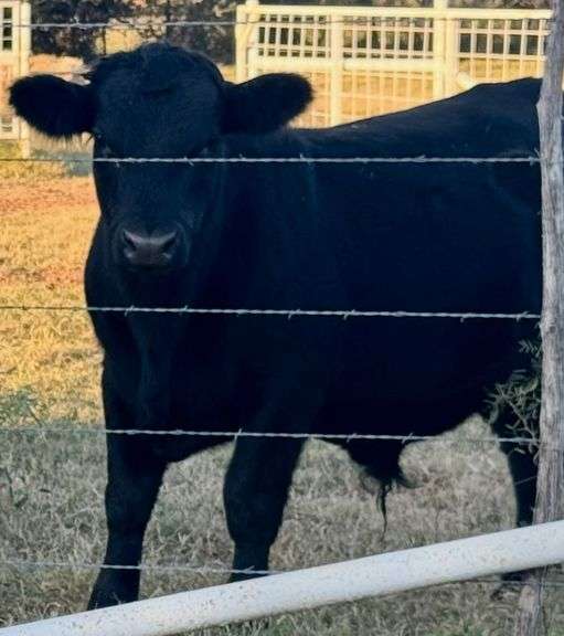 Black Angus Bull image