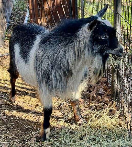 Adult Pygmy Billy Goat image