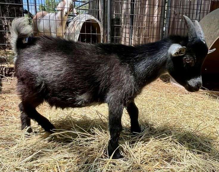 Black/White Pygmy Cross Buck