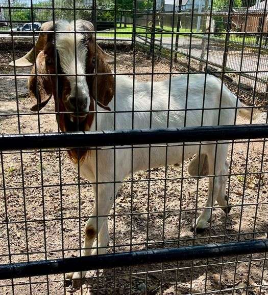 White/Brown Boer Buck