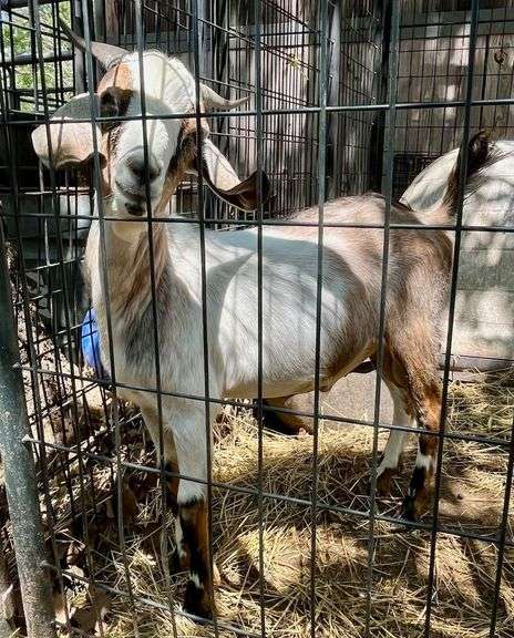 Tri-Color Pygmy Cross Buck