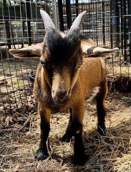 Brown Tri-Color Pygmy Cross Buck
