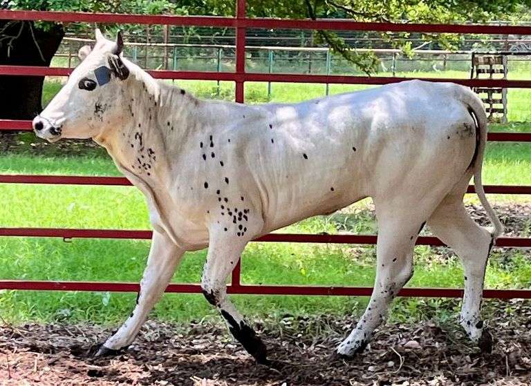 Longhorn Cross Heifer