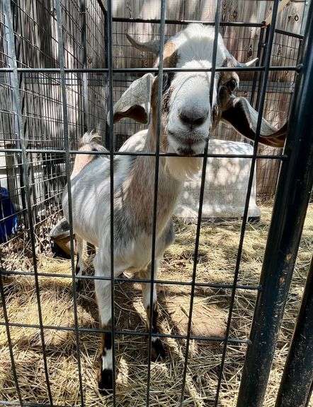 Tri-Color Pygmy Cross Buck