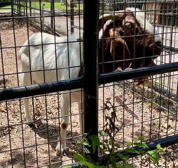 White/Brown Boer Buck