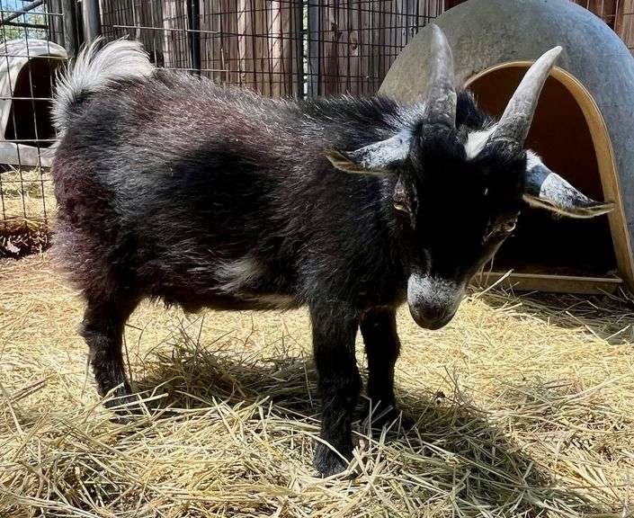 Black/White Pygmy Cross Buck
