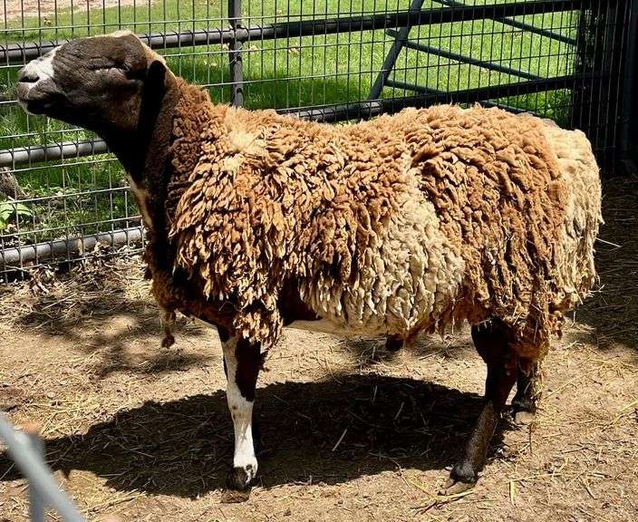 Tri-Color Dorper Cross Ram