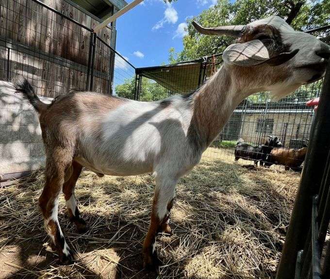 Tri-Color Pygmy Cross Buck