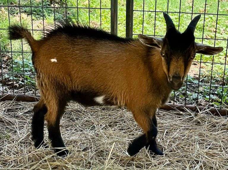 Brown Tri-Color Pygmy Cross Buck