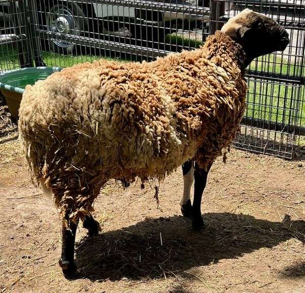 Tri-Color Dorper Cross Ram