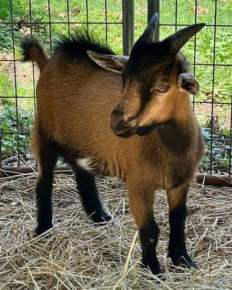 Brown Tri-Color Pygmy Cross Buck