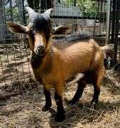 Brown Tri-Color Pygmy Cross Buck