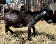 Black/White Pygmy Cross Buck