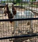 White/Brown Boer Buck