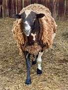 Tri-Color Dorper Cross Ram