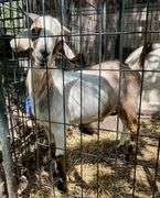 Tri-Color Pygmy Cross Buck