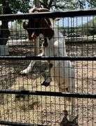 White/Brown Boer Buck