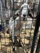 Tri-Color Pygmy Cross Buck
