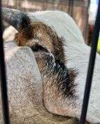 Tri-Color Pygmy Cross Buck