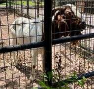 White/Brown Boer Buck