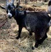 Black/White Pygmy Cross Buck