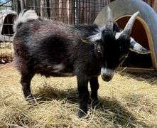 Black/White Pygmy Cross Buck