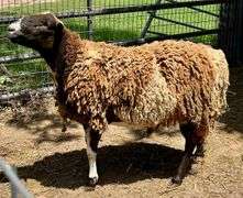 Tri-Color Dorper Cross Ram