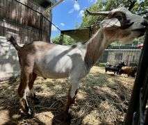 Tri-Color Pygmy Cross Buck