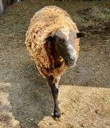 Tri-Color Dorper Cross Ram