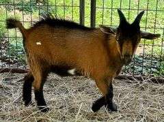Brown Tri-Color Pygmy Cross Buck