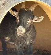 Black/White Pygmy Cross Buck