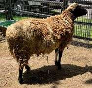 Tri-Color Dorper Cross Ram