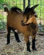 Brown Tri-Color Pygmy Cross Buck