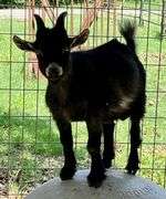 Black/White Pygmy Cross Buck