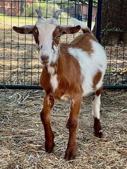 Brown/White Pygmy Cross Doe