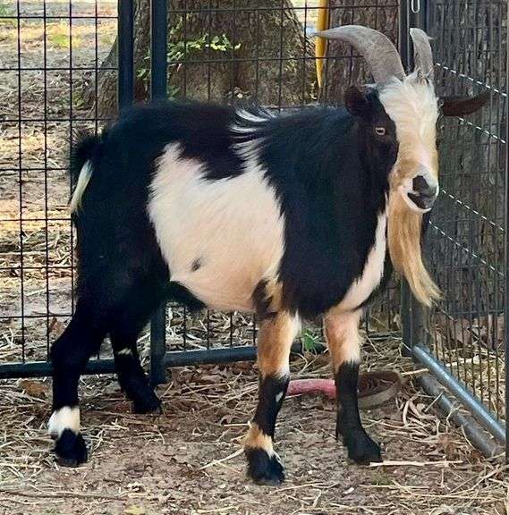 Black/White Adult Pygmy Buck