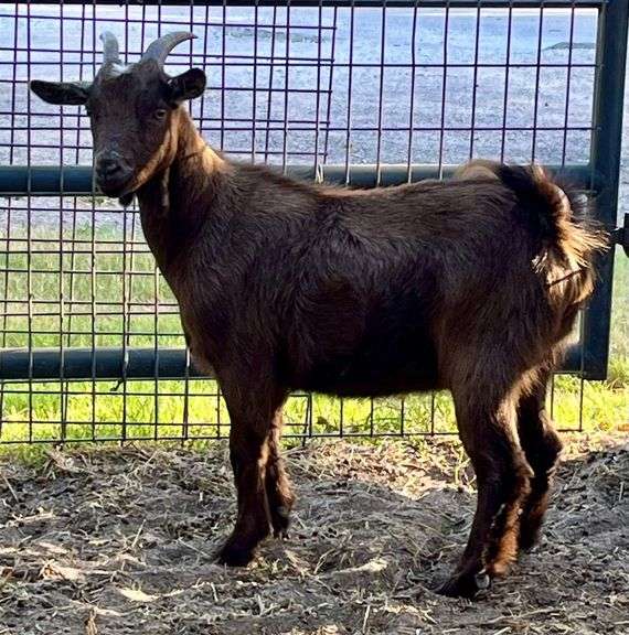 Brown Pygmy Cross Doe