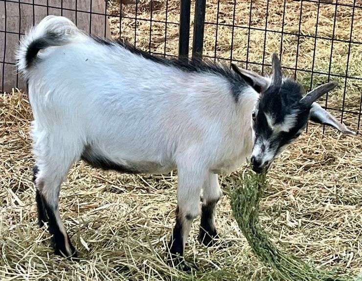 White/Black Young Pygmy Cross Buck
