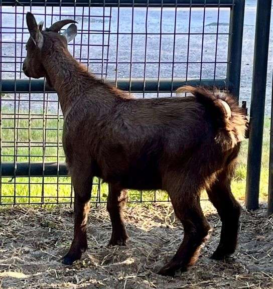 Brown Pygmy Cross Doe