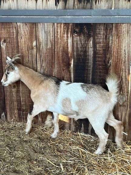 Tan Tri-Color Pygmy Cross Doe
