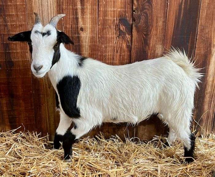 White/Black Pygmy Cross Doe