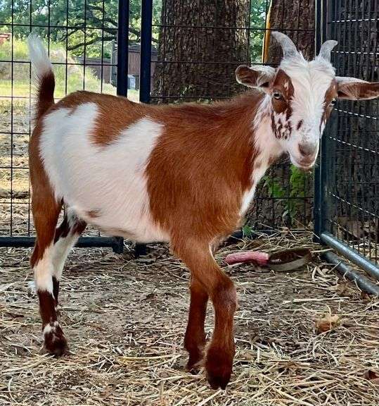 Brown/White Pygmy Cross Doe
