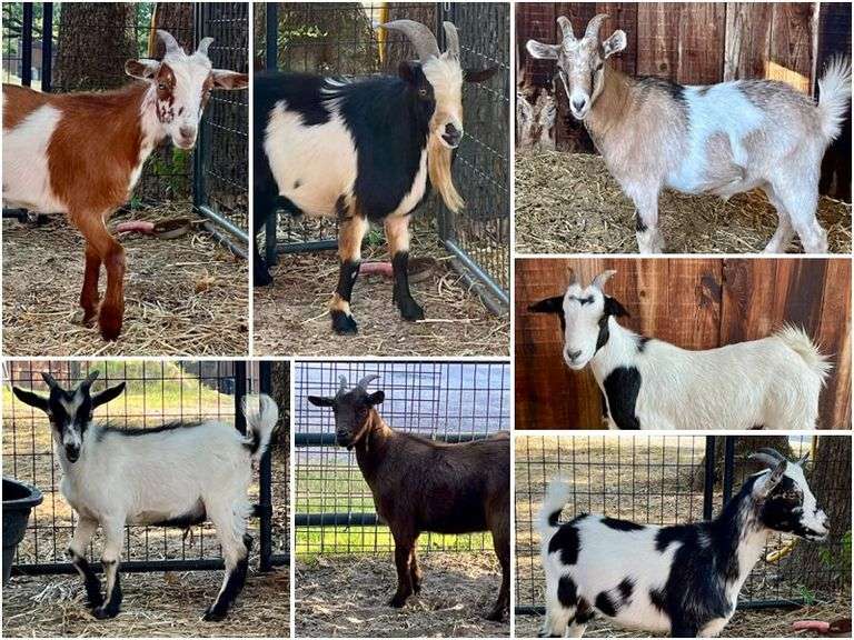 Impounded Livestock 080625