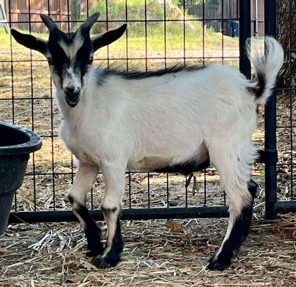 White/Black Young Pygmy Cross Buck